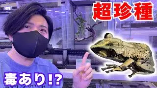 【衝撃】大人気種から超珍種まで！今までこんな『変わったカエル』見たことない...。