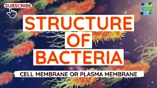 STRUCTURE OF BACTERIA | PLASMA MEMBRANE | MICROBIOLOGY | B.Sc. Microbiology | B. Pharm