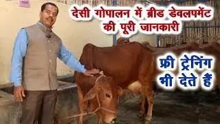 देसी गोपालन को लाभकारी बनाने की पूरी जानकारी, फ्री ट्रेनिंग भी देते हैं Desi cow and dairy farming