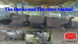 Primitive Ducks and The cows Animal|Primitive Animals Team