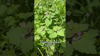 Health Benefits Of Eating Magical Wild Plants 🧐 Red Dead Nettle #explorepage #short #lolnaturefood