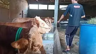 Resep dan cara comboran sapi ala |adi jarwo|