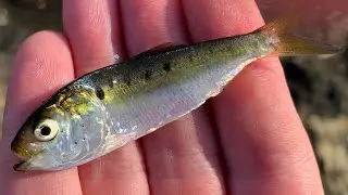A Fish Hunt/Rescue in Baltimore's Inner Harbor