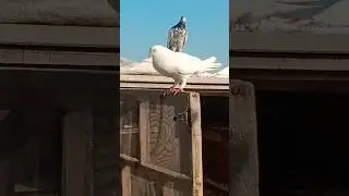 #shortsfeed #pigeon #faridabadpigeon #kabootarvideos