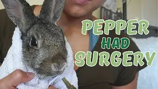 Our Rabbit Surgery Story || How To Know When Your Rabbit Is Sick PLUS Surgery Recovery Care