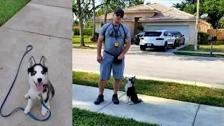 Husky Puppy Off-Leash Heeling!