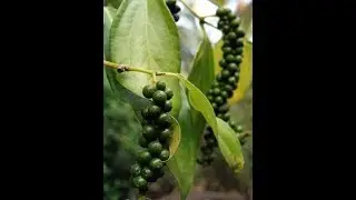 Black Pepper Harvest - Traditionally grown,harvested in kerala