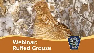 Where to implement Pennsylvania grouse habitat management? GPAST