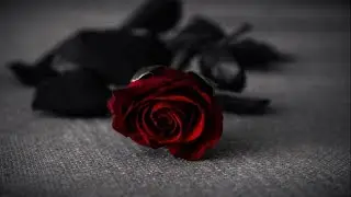 제니노바 싱글 | If This Is Fate