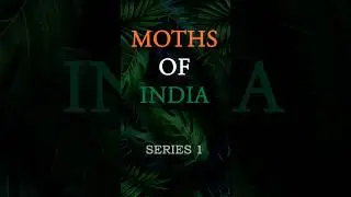 Moths of India S1 | 🇮🇳 #wildlife #nature