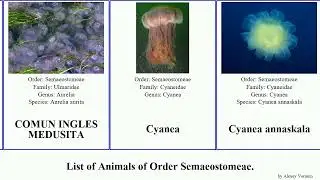 List of Animals of Order Semaeostomeae. chrysaora sea pacifica stinger jellyfish mauve nettle