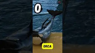 🐬 A to Z Dolphin Song | Fun Dolphin Names & Facts for Kids! 🎶🌊 | #abcd #kids #shorts #viralvideo