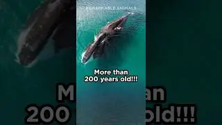 Bowhead Whale