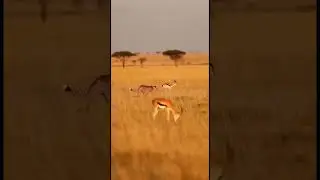 perfect Target 🎯 amazing chase # #animallife #animals #usa #amazing #wildlife #shorts #uk #viral