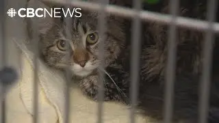 Dozens of cats found in horrific conditions in B.C. home, animal rescue says