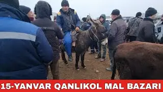15-ЯНВАРЬ/КАНЛЫКОЛ МАЛ БАЗАРЫ/СКОТНЫЙ РЫНОК/BUQALAR/BIG BULLS IN THE WORLD/BIG COW