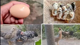 Qu&aacute; tr&igrave;nh ph&aacute;t triển của con g&agrave; như thế n&agrave;o ( chicken development process)