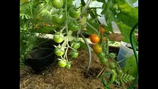 87. Beste måten å plante slengete tomatplanter