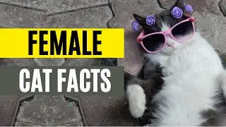 11 Most Incredible Facts About Female Cats (Fact #2 is the best)