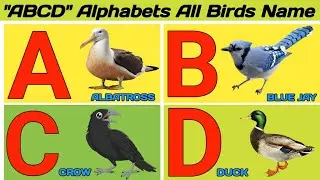 A-Z Birds Name With Picture ||Learn Alphabet A to Z With Birds Name ||Birds Name Alphabet