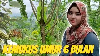 Review kemukus berumur 6 bulan hasil pruning