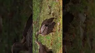 ENDANGERED species in WILD | Into The Wild