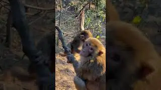 #shorts where monkey is carsick funny monkey sped up   monkey sounds in english