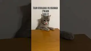 Sto bene😭😾 #cat #cute #memes #gatti #cat #animals