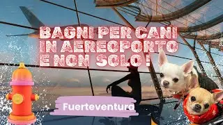 Persino nei bagli dei cani c’è un institore ! Perché c’è rischio che la pipì prende fuoco ?  