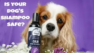 Is Your Pet&rsquo;s Shampoo Safe? | Learn How to Spot the Best Natural or Organic Dog Shampoo