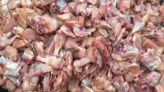 Wedding Baraat 23-12-2017 Imran Khan S/O Haji Rashid Ullah Khan part6