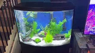 Aqua fin 36 gallon bow front aquarium initial setup