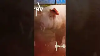 Pig sound effect #shorts #short #pigsound #animalshorts