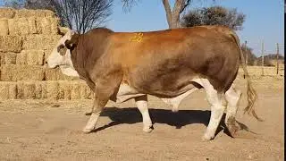 Namibia Genetics MW16304C