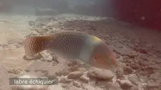 D&eacute;couvrez l'&icirc;le de la R&eacute;union d&eacute;couvrez les beaut&eacute;s de la faune de l'Oc&eacute;an Indien