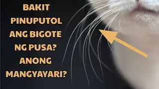 BAKIT PINUPUTOL ANG BIGOTE NG PUSA? ANONG MANGYAYARI?