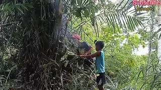 Honey bee hunting, daming pulot.🐝🍯#bee #honey #hunting #BUNOG