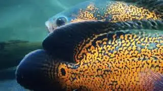 Leopard Oscars - Sri Lanka