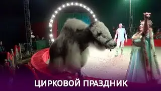 В Бобруйск впервые приезжает цирковая компания «13 метров»
