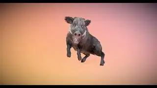 Boar Animated Model Animation Video