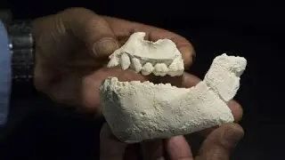 Fossils of Previously Unknown Early Human Species Found