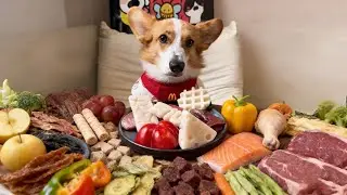 Immersive experience watching Mai Mai puppy's frozen meal.