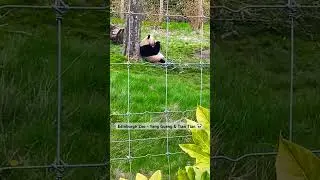 Edinburgh Zoo - Yang Guang & Tian Tian 🐼 #edinburghzoo #edinburgh #scotland #panda #china #zoo #uk