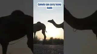 Facts abou #t Load carrying #shorts Camel in the desert