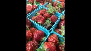 It&rsquo;s strawberry u-pick season!