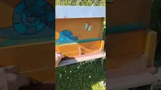 Bienen Ableger verstellt und flugloch aufgemacht