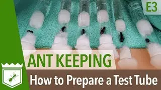 Ants as Pets: How to set up a Test Tube - E3