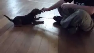 Dog Boot Camp Day 2.  10 week old Border Terrier puppy Maisie learning down and heel