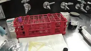 Inmunofenotipo: CD4+ y CD8+ por citometría de flujo_Cytoflex