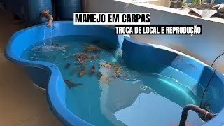 MANEJO CARPAS PARA REPRODUZIR